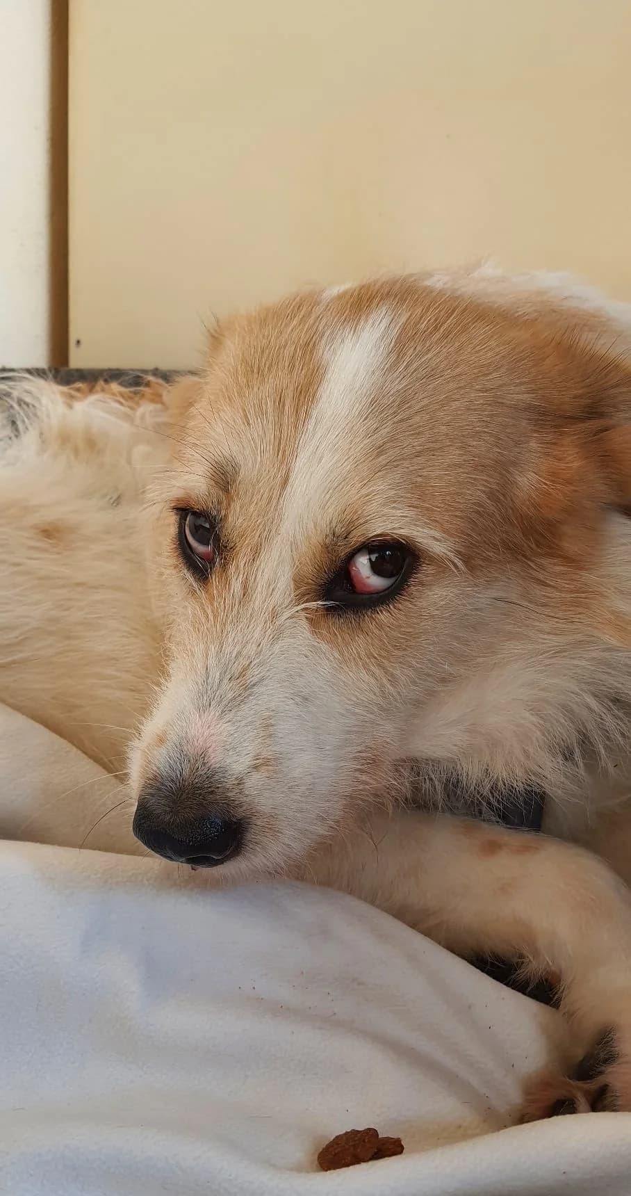 Suerte, female 5yo Podenco for adoption at Vergessene Pfoten e.V., Wangelau