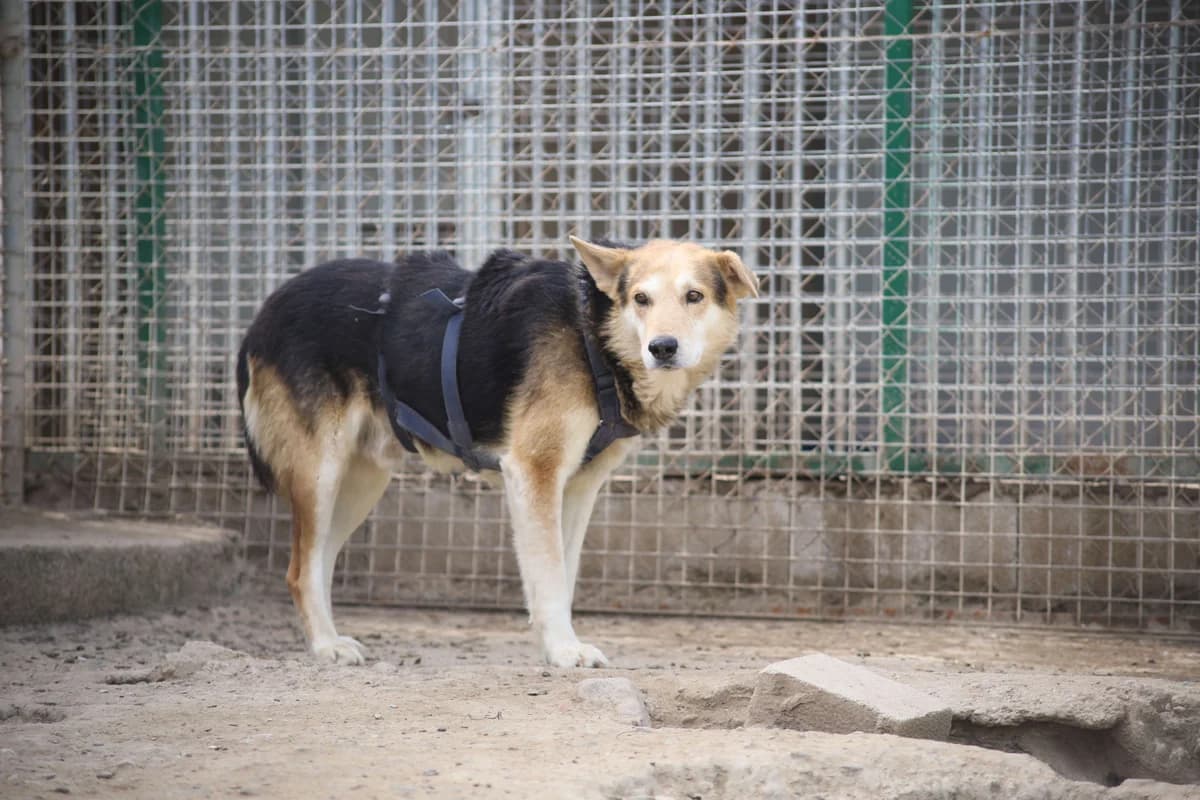 Rey, male 7yo Mixed Breed for adoption at Vergessene Pfoten e.V., Wangelau