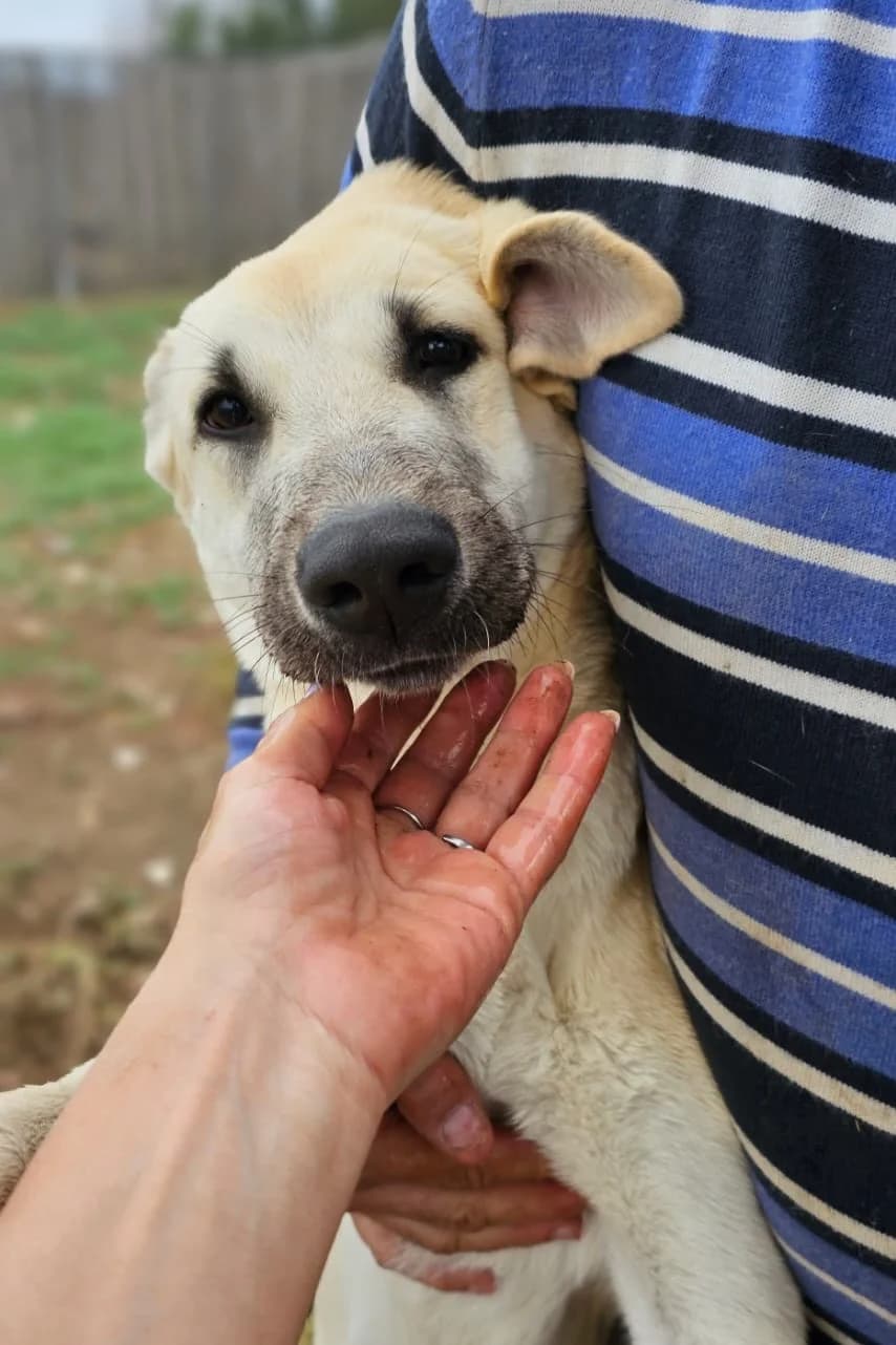 Azahara, female 3yo Mixed Breed for adoption at Vergessene Pfoten e.V., Wangelau