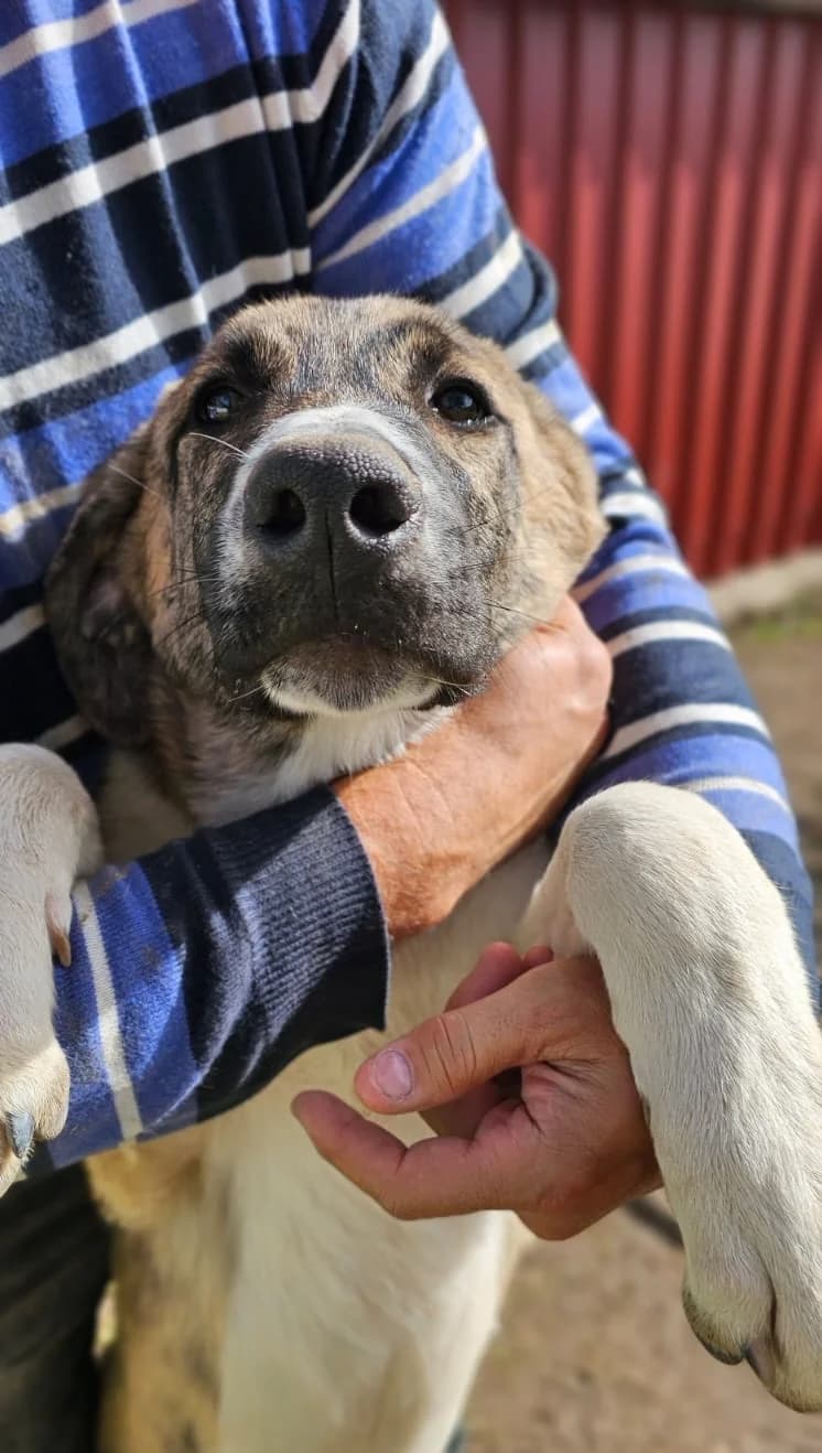 Samira, female 3yo Mixed Breed for adoption at Vergessene Pfoten e.V., Wangelau