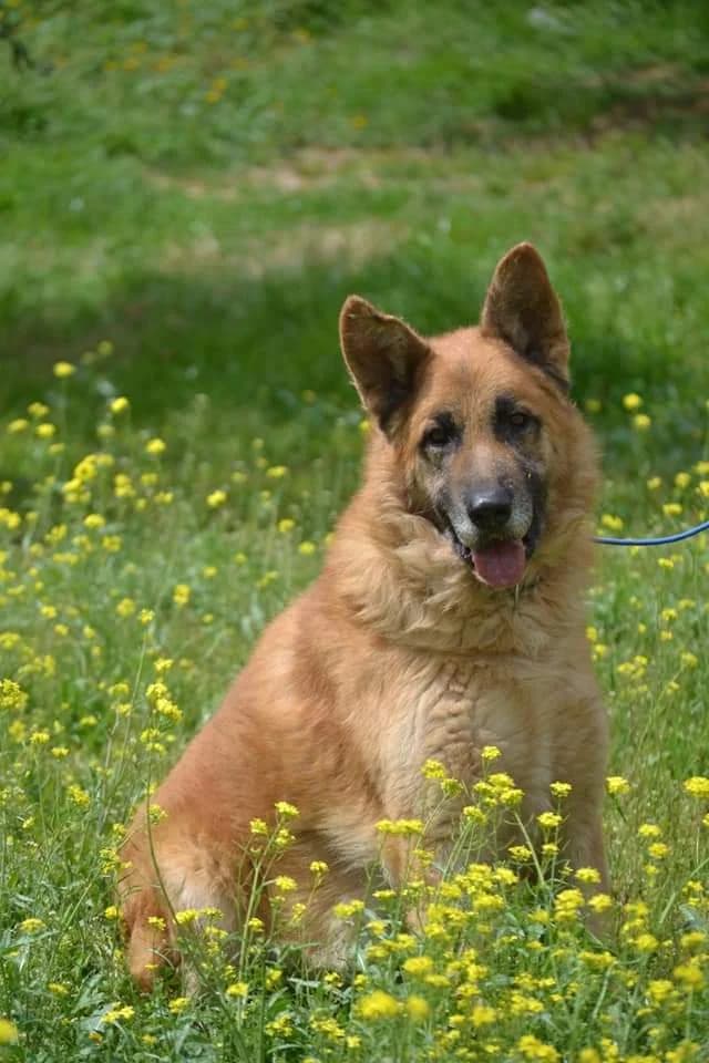 Kobe, male senior German Shepherd for adoption at Vergessene Pfoten e.V., Wangelau