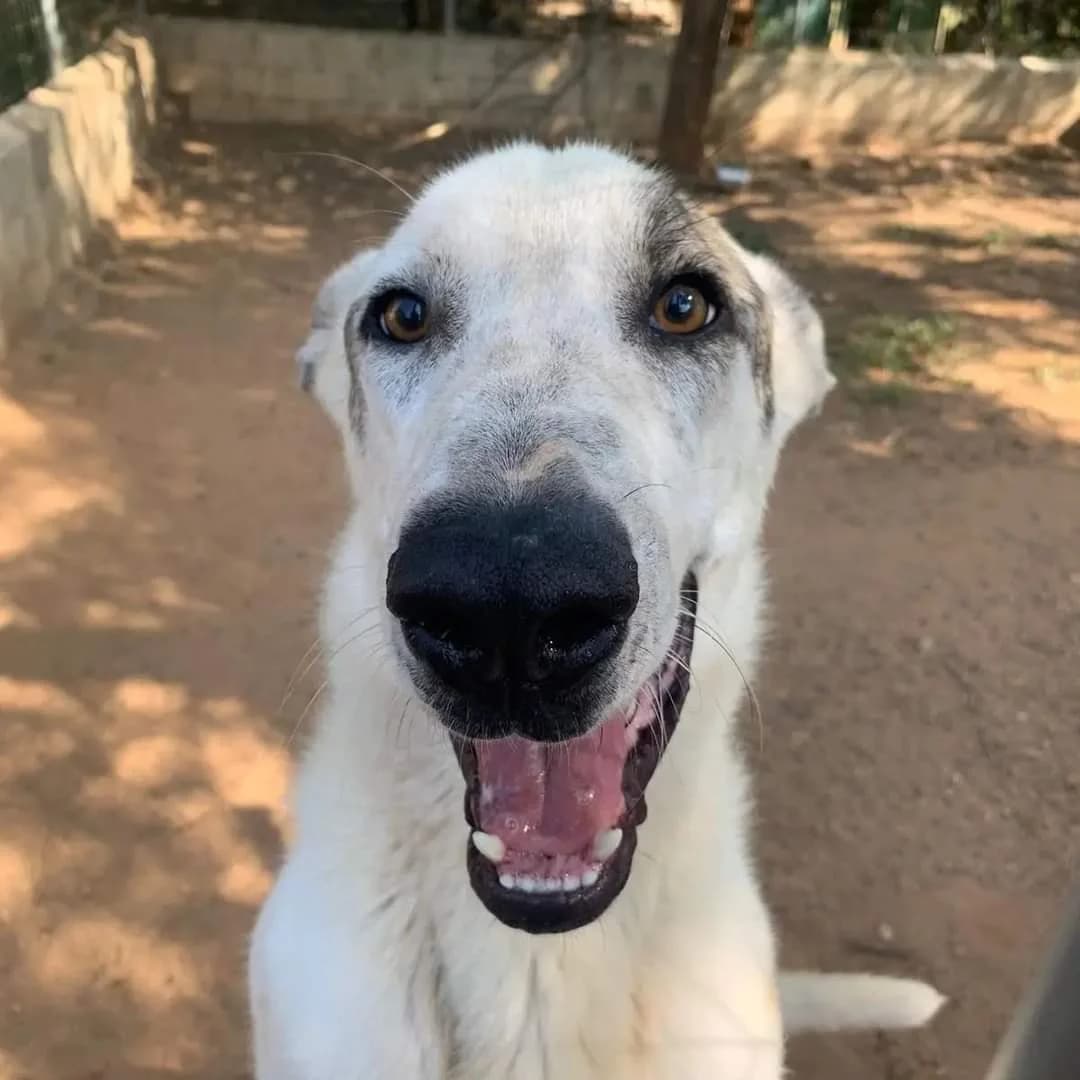 Lennox, male 4yo Mixed Breed for adoption at Vergessene Pfoten e.V., Wangelau