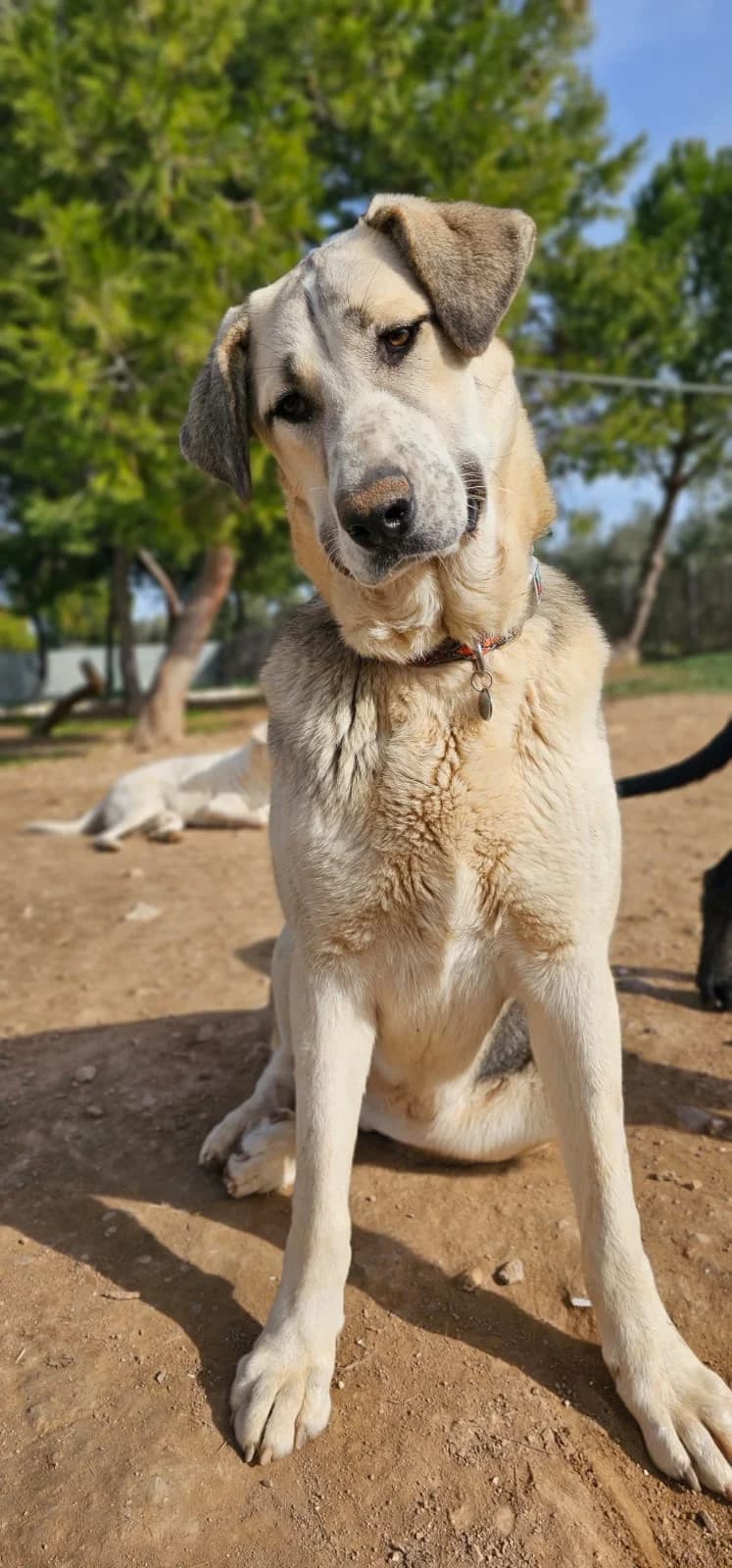 Thelma, female 3yo mixed breed for adoption at Vergessene Pfoten e.V., Wangelau