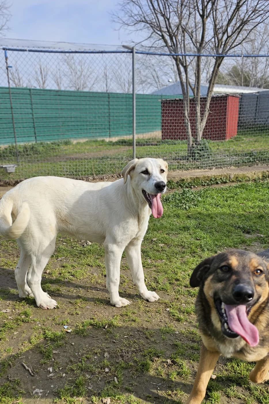 Agatha, female 3yo Mixed Breed for adoption at Vergessene Pfoten e.V., Wangelau