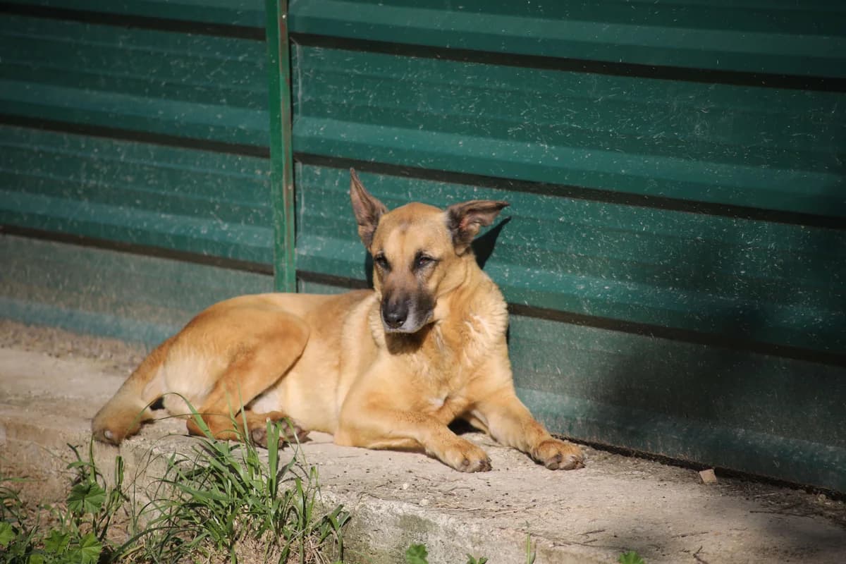Hugo, male 6yo German Shepherd for adoption at Vergessene Pfoten e.V., Wangelau