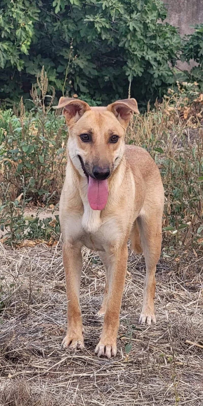 Chica, female 4yo Mixed Breed for adoption at Vergessene Pfoten e.V., Wangelau