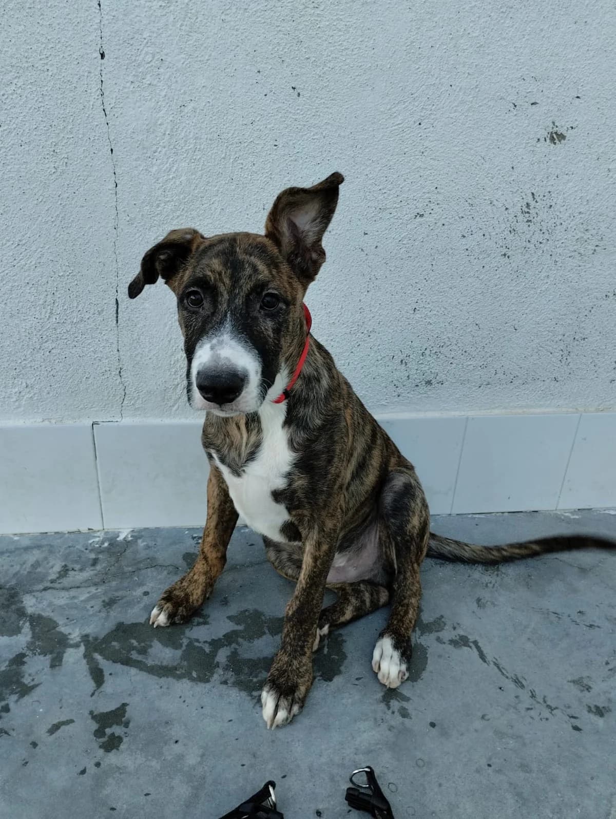 Buddy, male young Bull Terrier for adoption at Vergessene Pfoten e.V., Wangelau