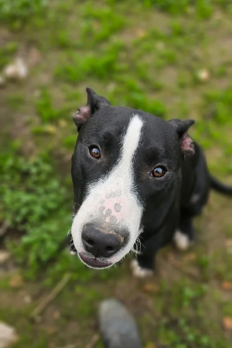 Diesel, male young Mixed Breed for adoption at Vergessene Pfoten e.V., Wangelau