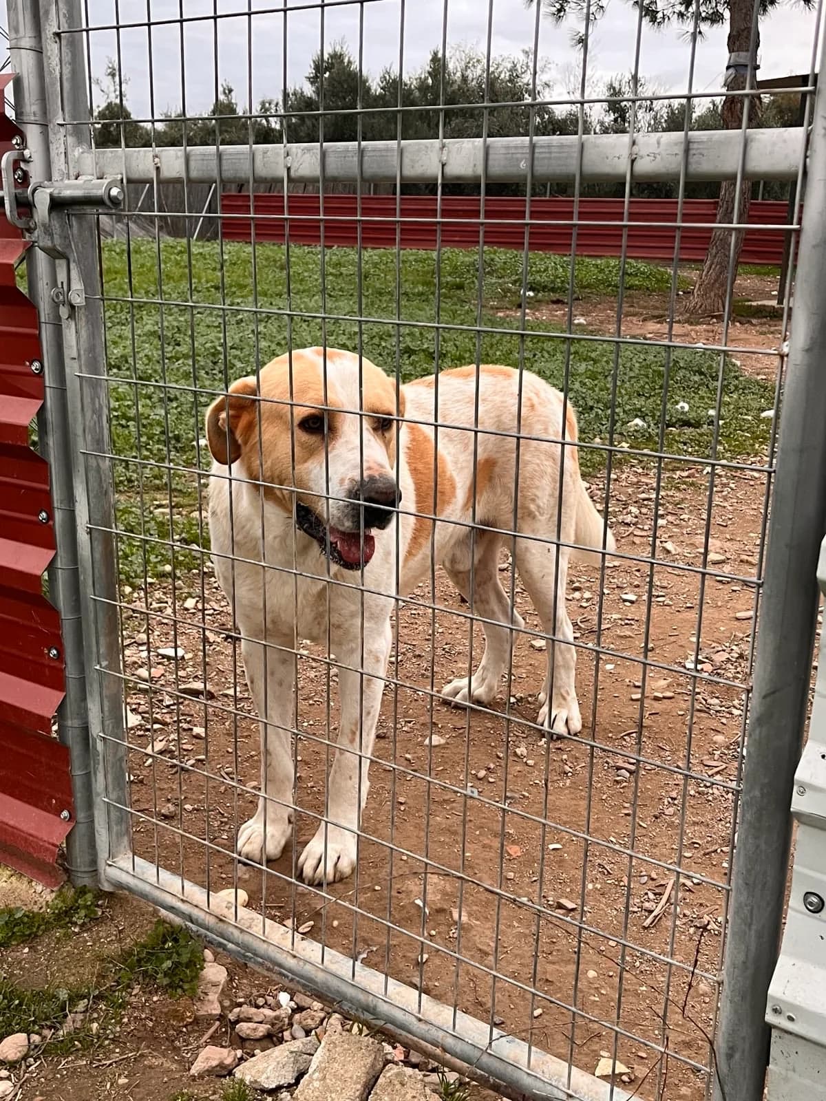Toby, male 6yo Mixed Breed for adoption at Vergessene Pfoten e.V., Wangelau