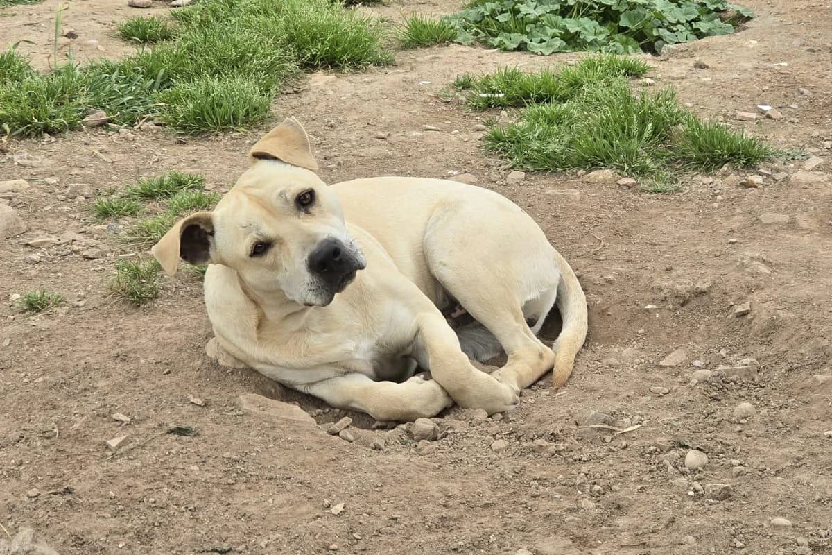 Bruno, male young American Staffordshire Terrier for adoption at Vergessene Pfoten e.V., Wangelau