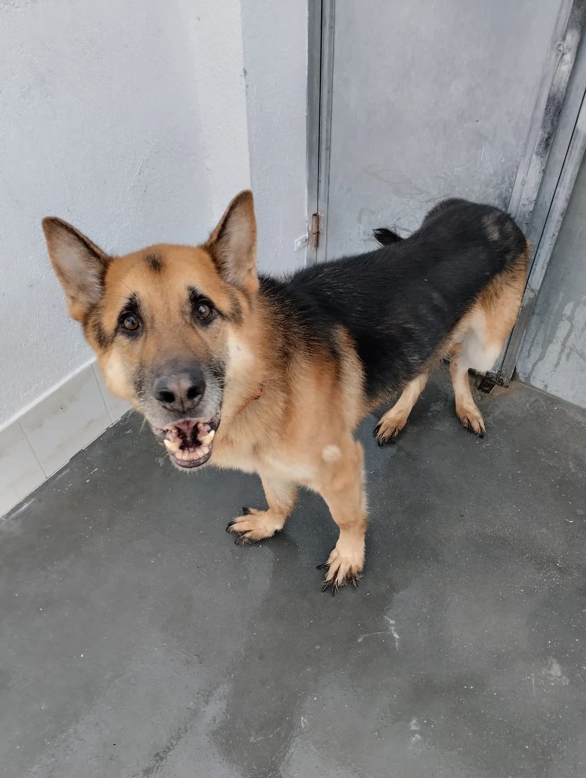 Lobo, male senior German Shepherd for adoption at Vergessene Pfoten e.V., Wangelau