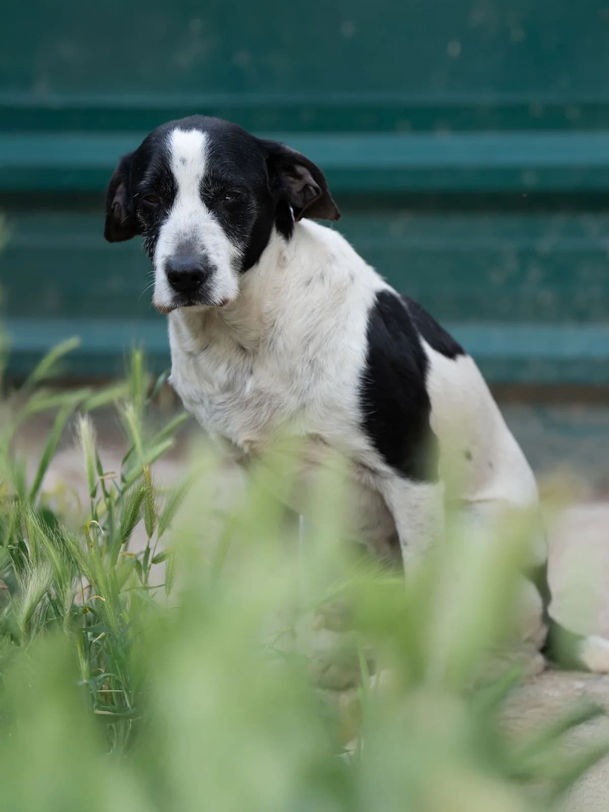 Zayn, male senior Mixed Breed for adoption at Vergessene Pfoten e.V., Wangelau