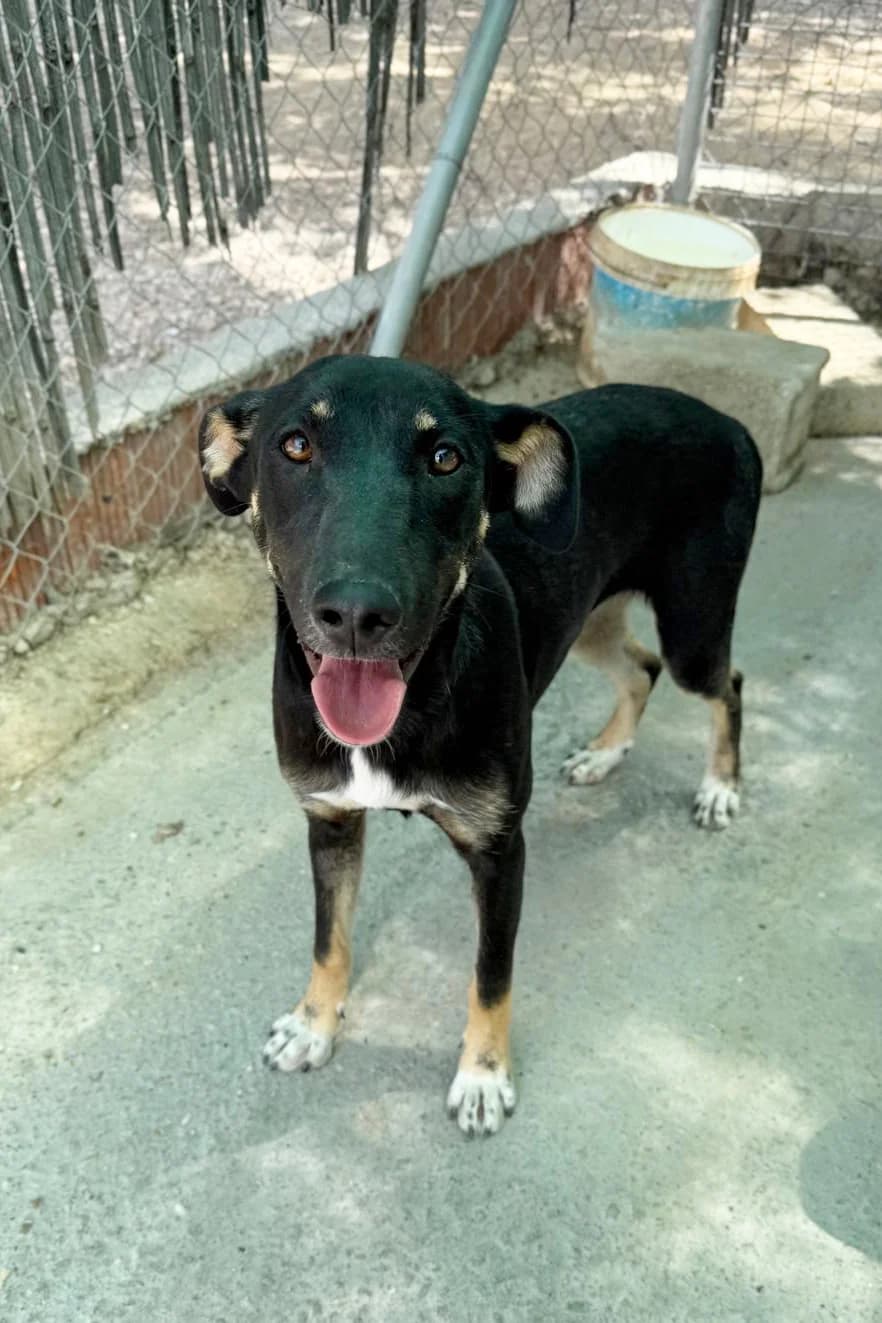 Sushi, female young Mixed Breed for adoption at Vergessene Pfoten e.V., Wangelau