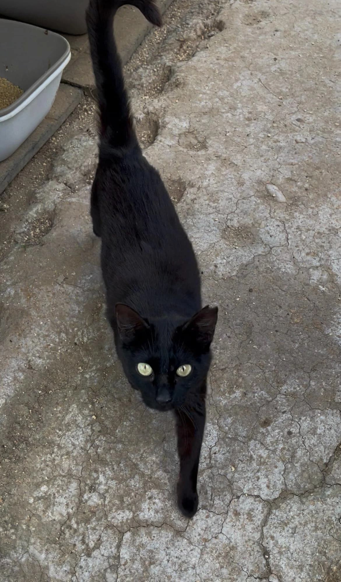 Clavel, schwarz female 6yo European Shorthair for adoption at Vergessene Pfoten e.V., Wangelau