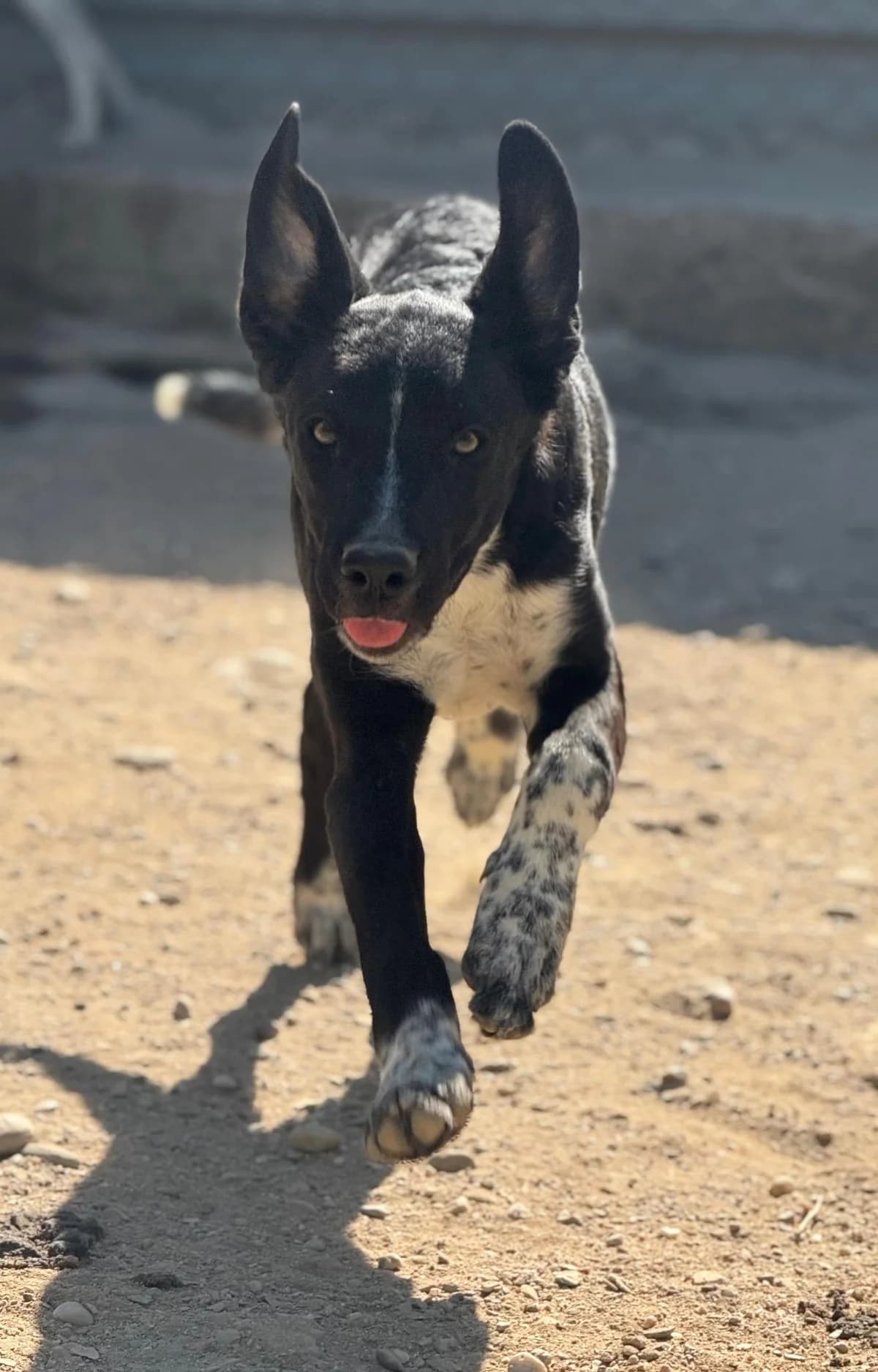 Kessy, female young Mixed Breed for adoption at Vergessene Pfoten e.V., Wangelau