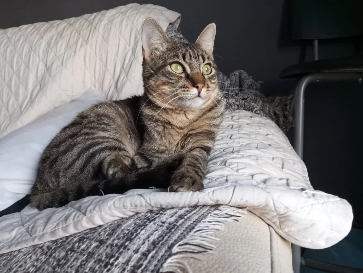 Eusebio, male young European Shorthair for adoption at Vergessene Pfoten e.V., Wangelau
