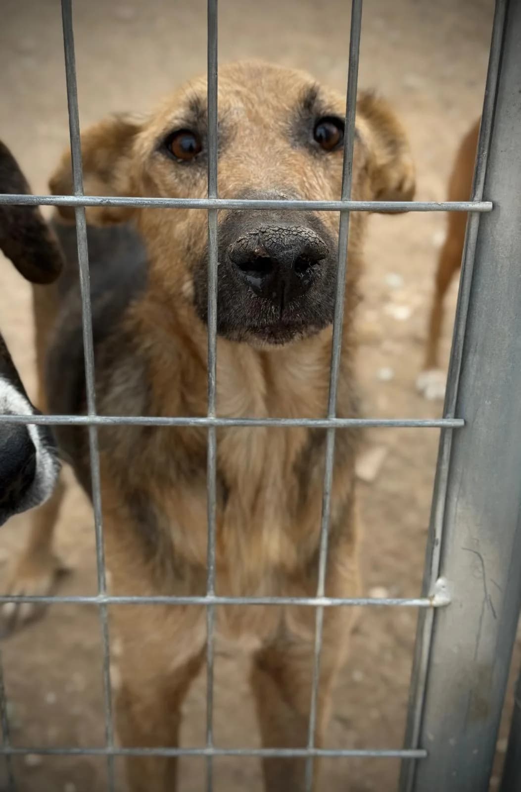Robert, male 3yo German Shepherd for adoption at Vergessene Pfoten e.V., Wangelau