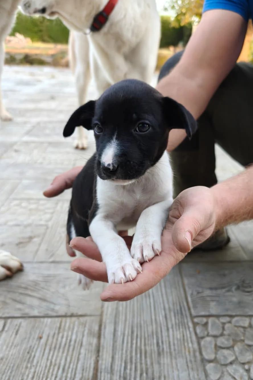 Alva, female puppy Mixed Breed for adoption at Vergessene Pfoten e.V., Wangelau