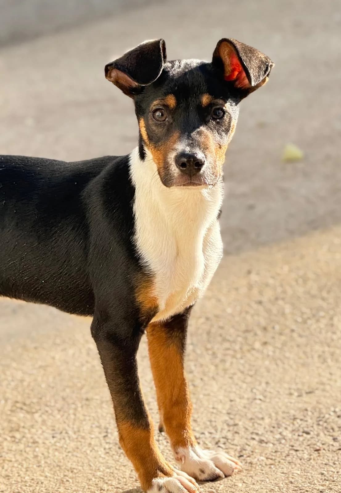 Luka, male puppy Mixed Breed for adoption at Vergessene Pfoten e.V., Wangelau
