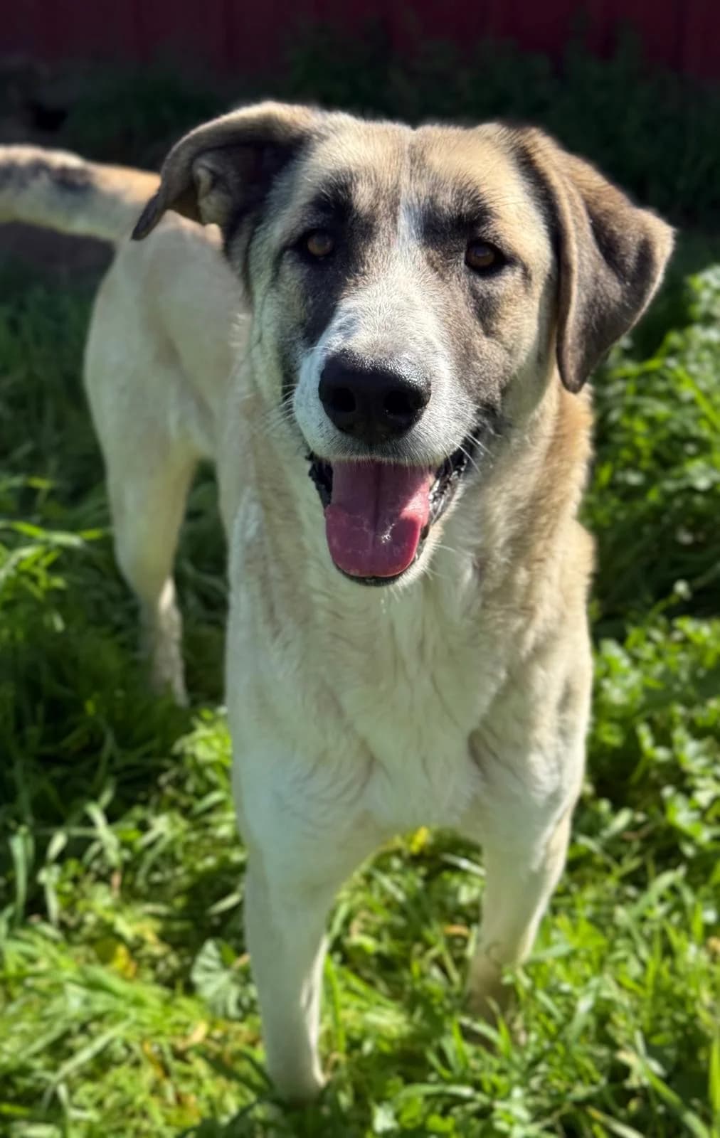 Margot, female 3yo Mixed Breed for adoption at Vergessene Pfoten e.V., Wangelau