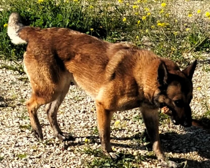 Turca, female 6yo German Shepherd for adoption at Vergessene Pfoten e.V., Wangelau