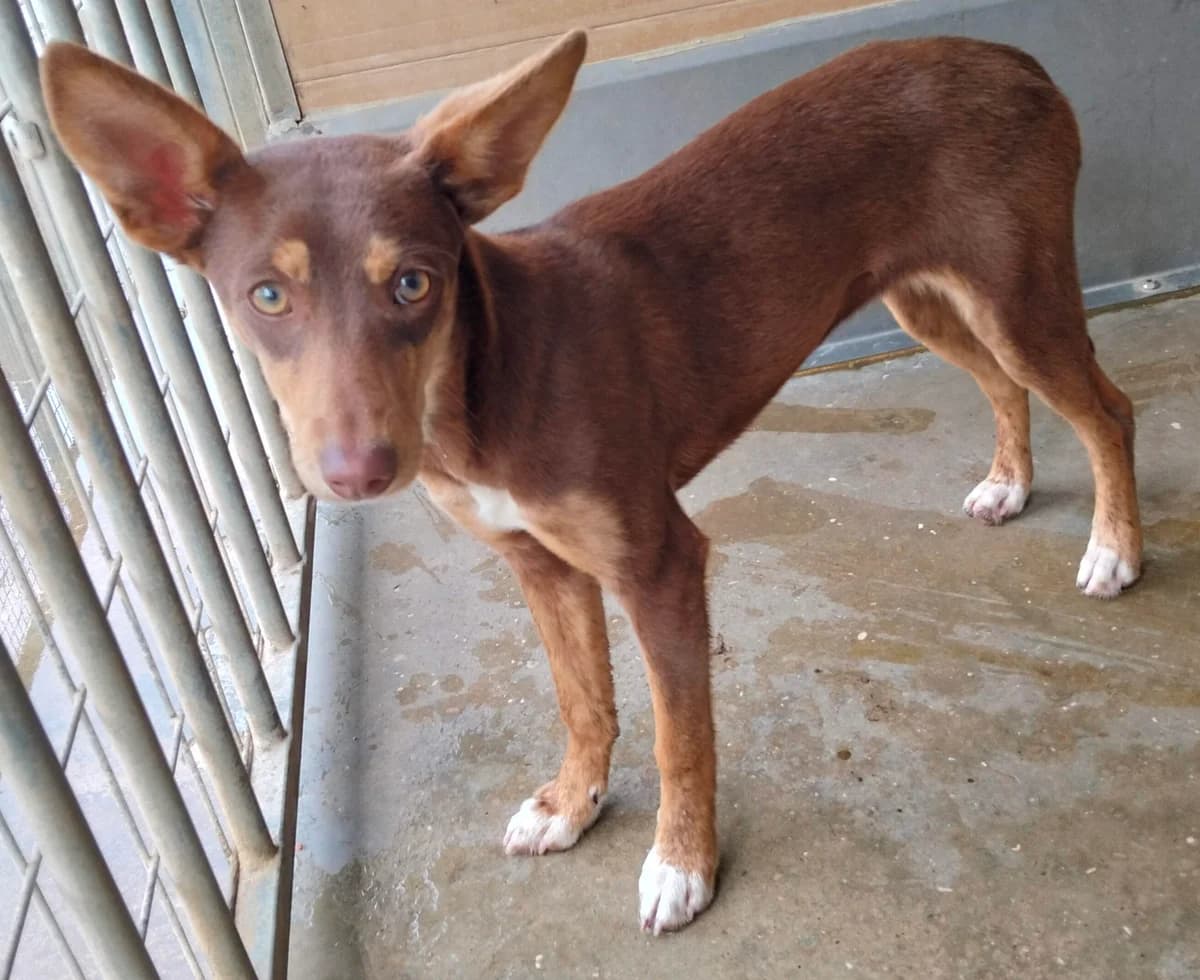 Carlota, female young Podenco for adoption at Vergessene Pfoten e.V., Wangelau