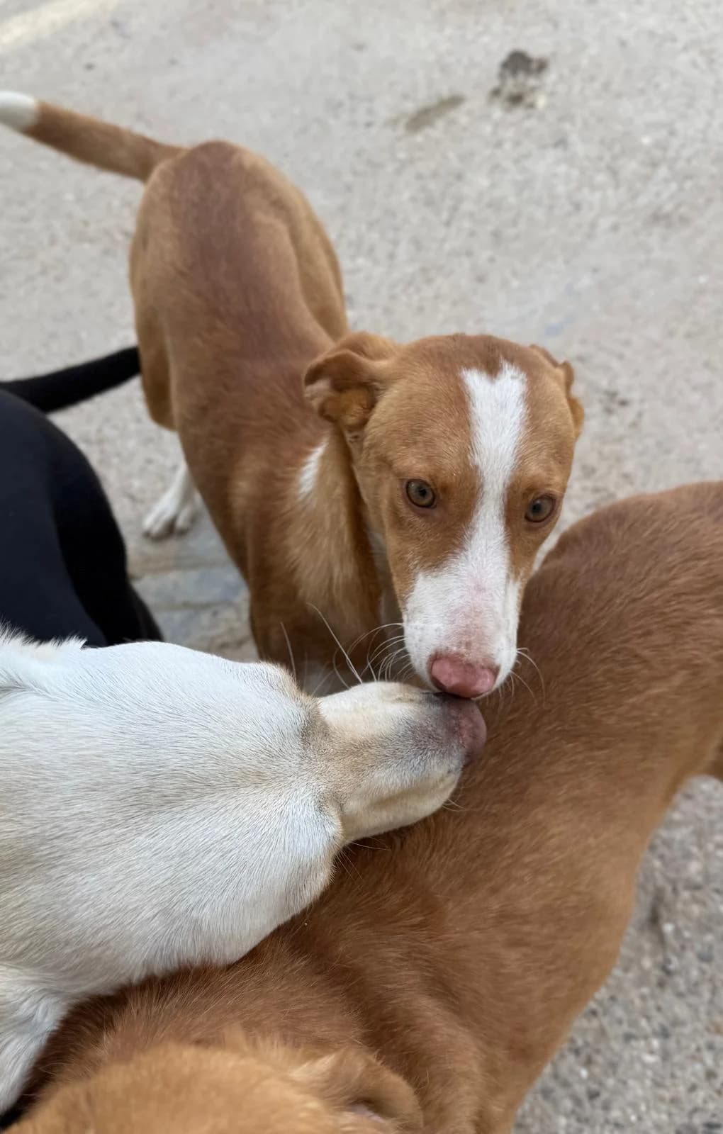 Bella, female young Podenco for adoption at Vergessene Pfoten e.V., Wangelau