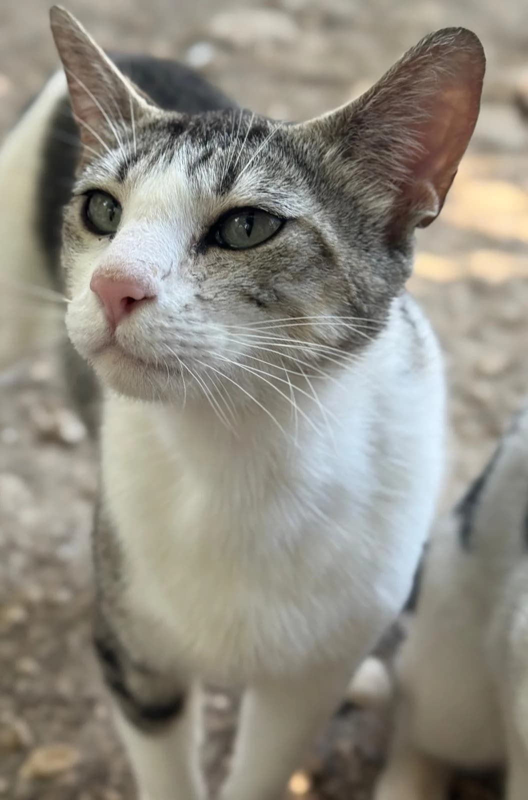 Celia, female young European Shorthair for adoption at Vergessene Pfoten e.V., Wangelau