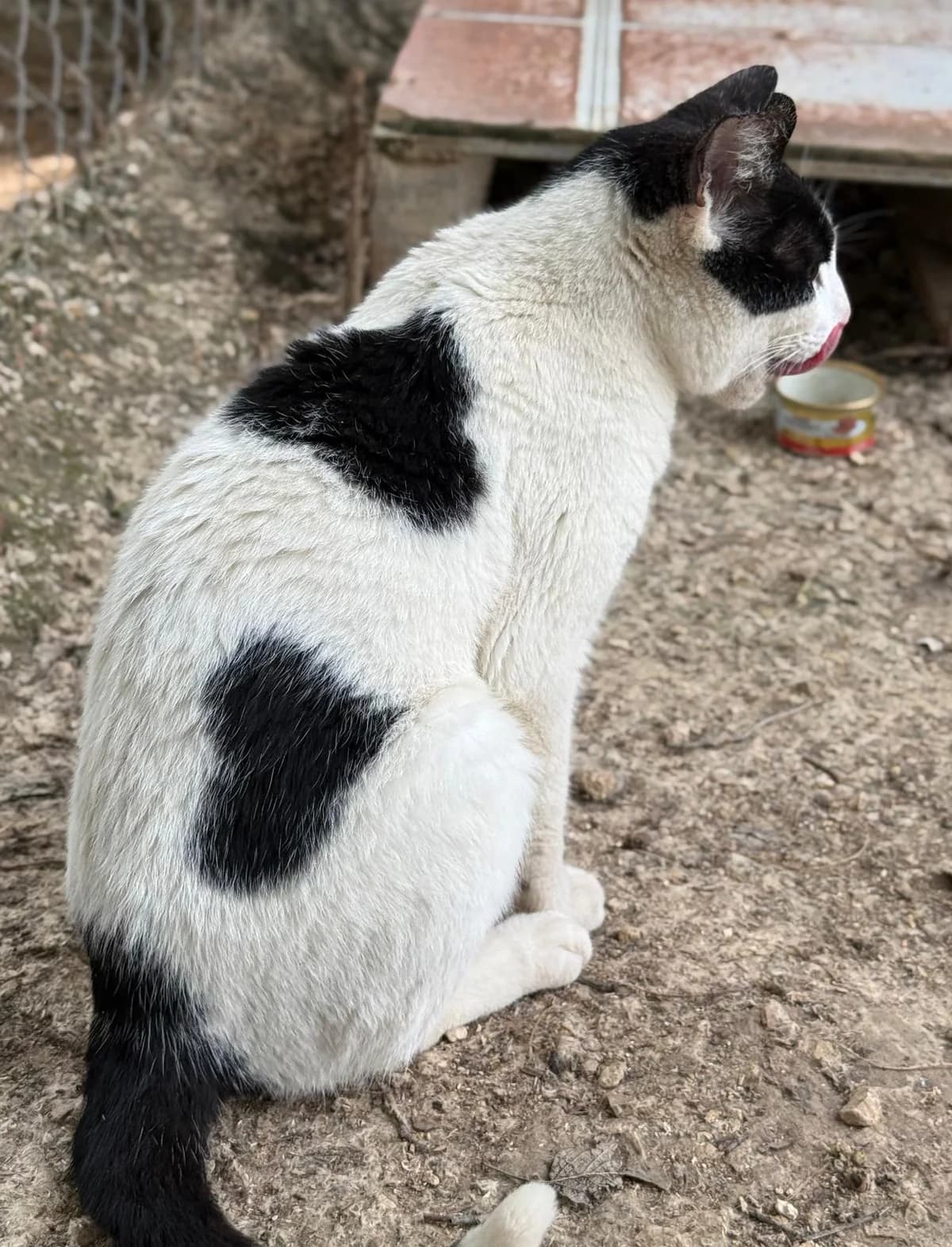 Amoroso, male 3yo European Shorthair for adoption at Vergessene Pfoten e.V., Wangelau