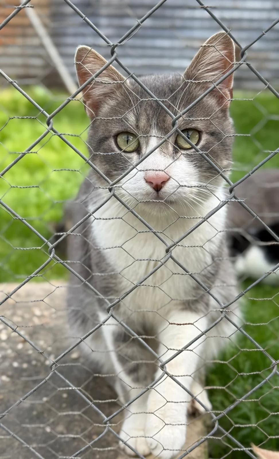 Rey, male young European Shorthair for adoption at Vergessene Pfoten e.V., Wangelau