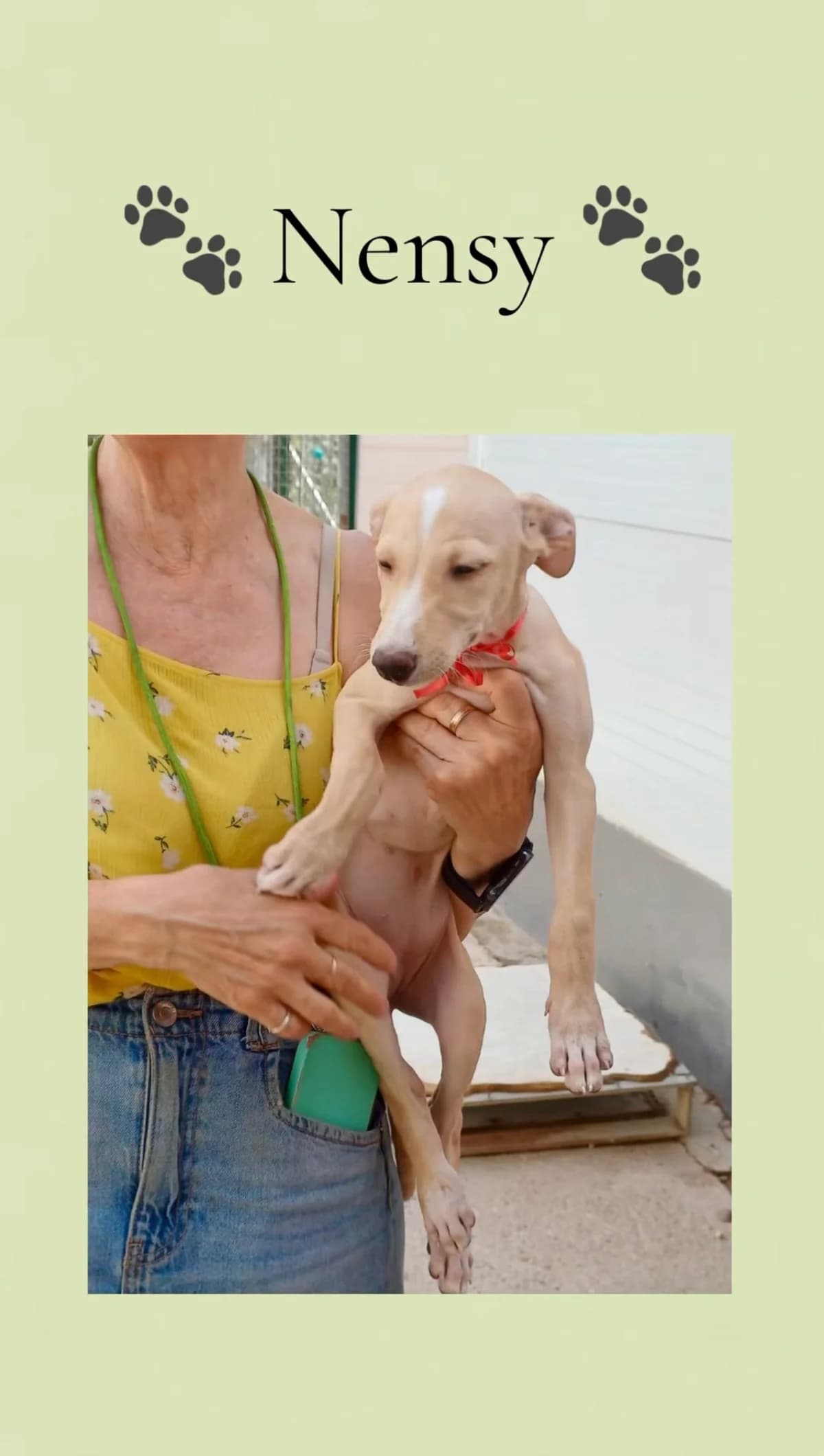 Nensy, female puppy Galgo Español for adoption at Vergessene Pfoten e.V., Wangelau