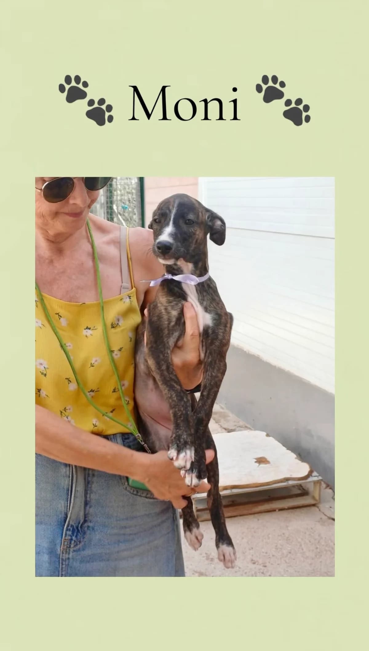 Moni, female puppy Galgo Español for adoption at Vergessene Pfoten e.V., Wangelau