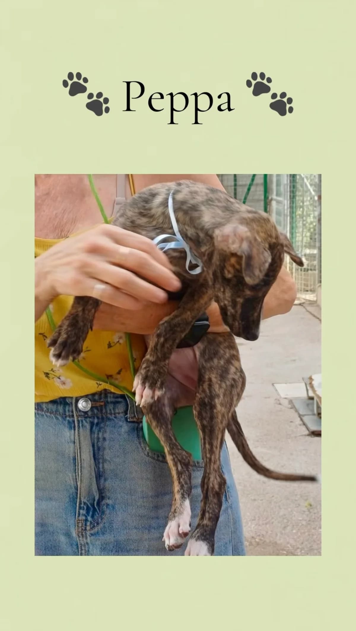 Peppa, female puppy Galgo Español for adoption at Vergessene Pfoten e.V., Wangelau