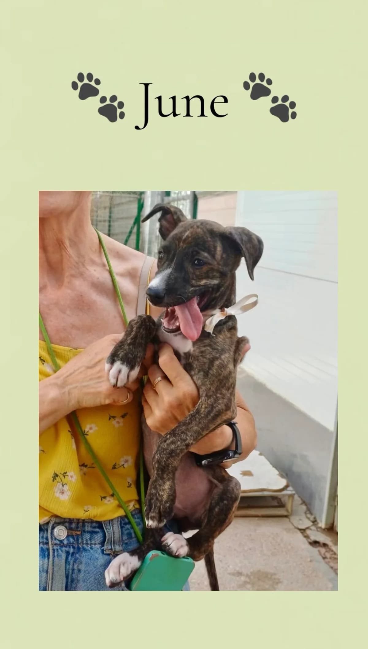 June, female puppy Galgo Español for adoption at Vergessene Pfoten e.V., Wangelau