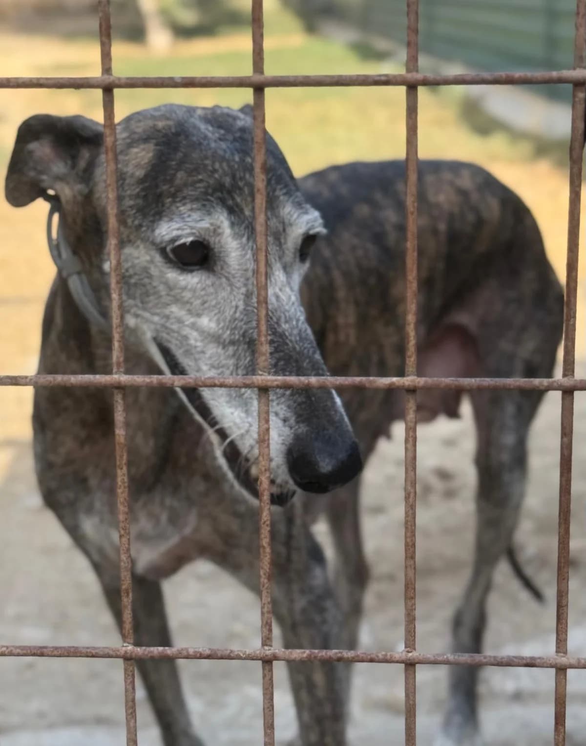 Blancanieves, female senior Mixed Breed for adoption at Vergessene Pfoten e.V., Wangelau