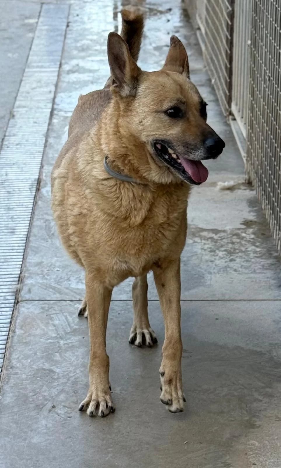 Lisa, female senior German Shepherd for adoption at Vergessene Pfoten e.V., Wangelau
