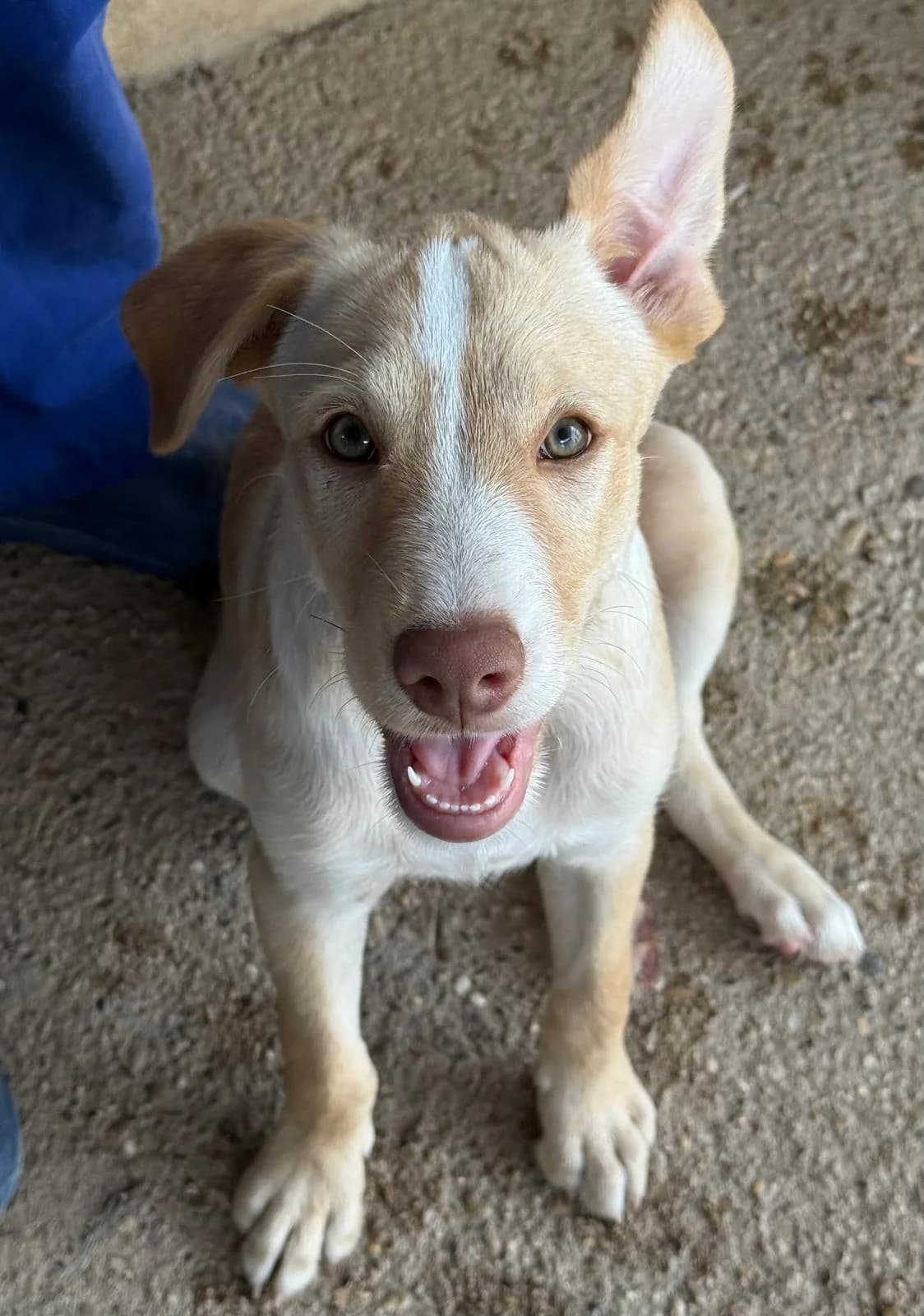 Bluey, female puppy Mixed Breed for adoption at Vergessene Pfoten e.V., Wangelau
