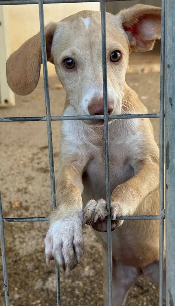 Lulú, female puppy Mixed Breed for adoption at Vergessene Pfoten e.V., Wangelau