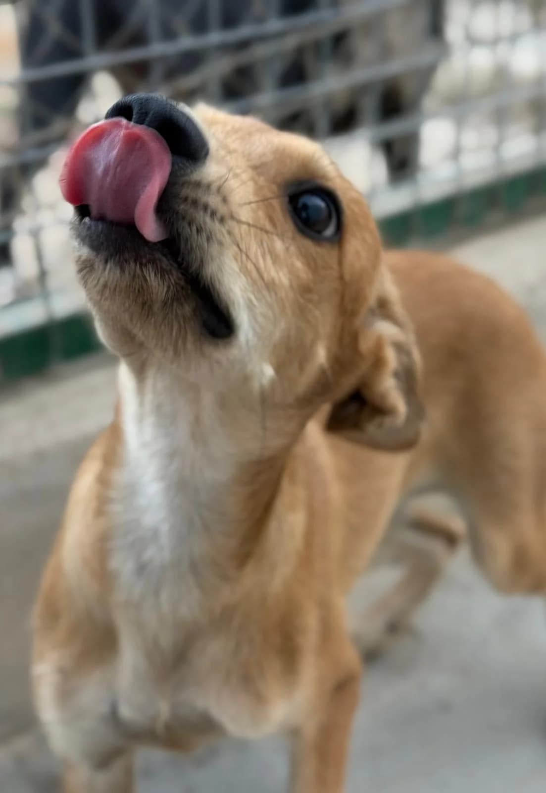 Meli, female puppy Podenco for adoption at Vergessene Pfoten e.V., Wangelau