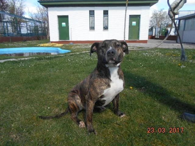 Animal 132, male senior Mixed Breed for adoption at Centro de Protección Animal - Ayuntamiento de Vitoria-Gasteiz