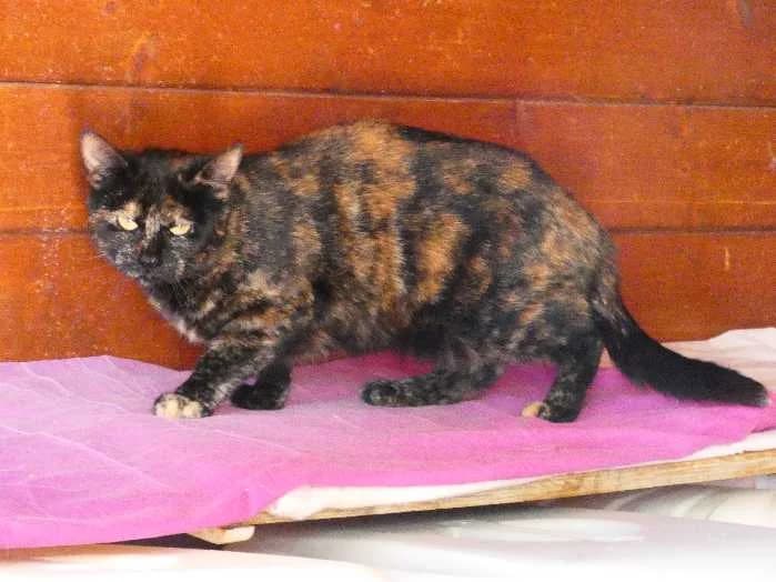 Animal 7890, female senior Mixed Breed for adoption at Centro de Protección Animal - Ayuntamiento de Vitoria-Gasteiz