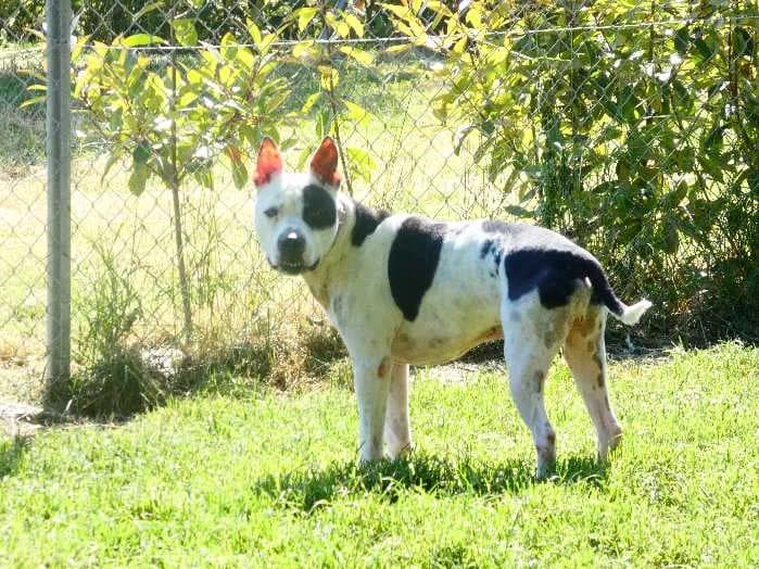 Animal 132, male Mixed Breed for adoption at Centro de Protección Animal - Ayuntamiento de Vitoria-Gasteiz