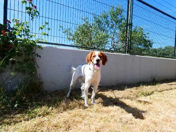 Animal 8151, male senior Mixed Breed for adoption at Centro de Protección Animal - Ayuntamiento de Vitoria-Gasteiz