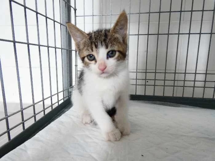 Animal 7890, Mixed Breed (Centro de Protección Animal - Ayuntamiento de Vitoria-Gasteiz)