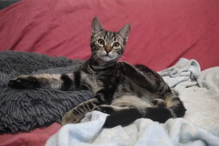 Draco, Mixed Breed (Asociación Zarpas y Huellas)