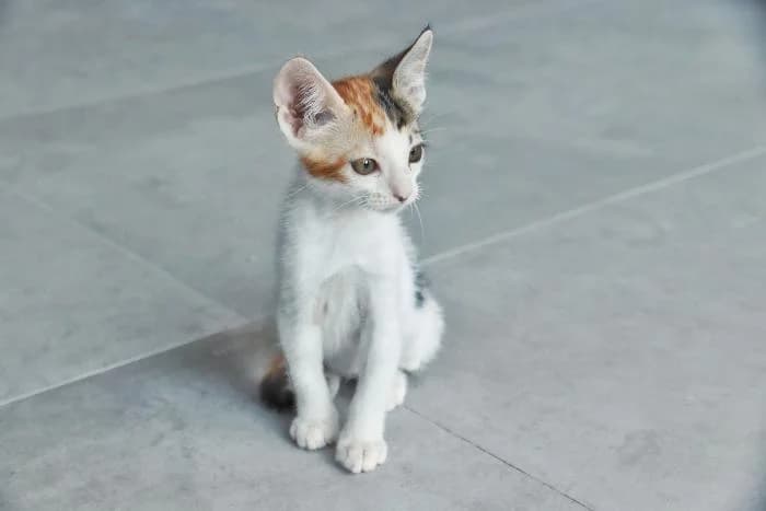 Aura, Mixed Breed (Asociación Zarpas y Huellas)