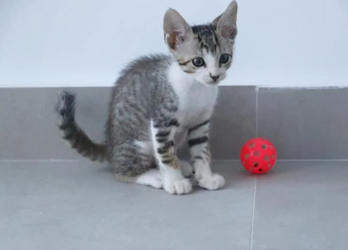 Olaf, female Mixed Breed for adoption at Asociación Zarpas y Huellas