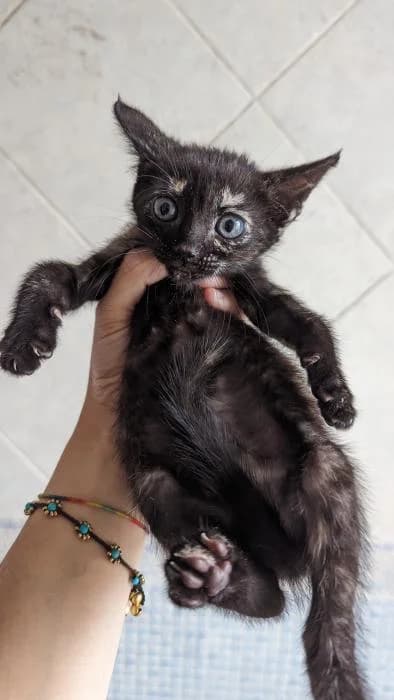 Karen, Mixed Breed (Asociación Zarpas y Huellas)