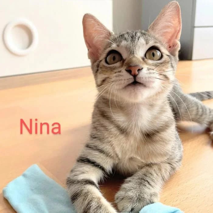 Nina, female Mixed Breed for adoption at Asociación Zarpas y Huellas