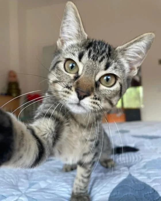 Charlotte, female Mixed Breed for adoption at Asociación Zarpas y Huellas